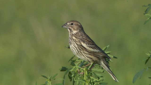 Lark Bunting - ML476861