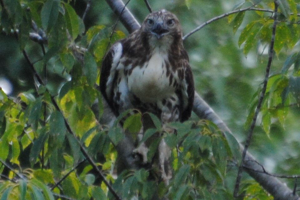 Red-tailed Hawk - ML476861411