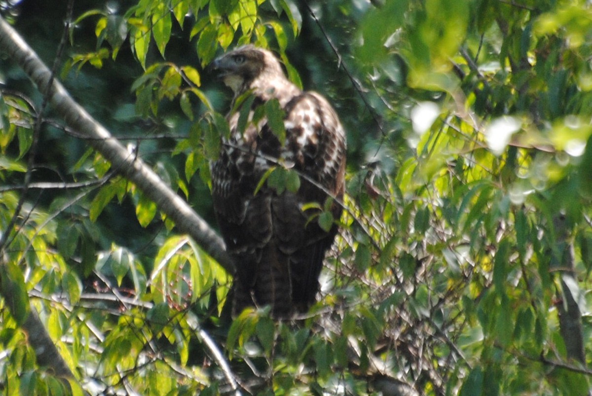 Red-tailed Hawk - ML476861431