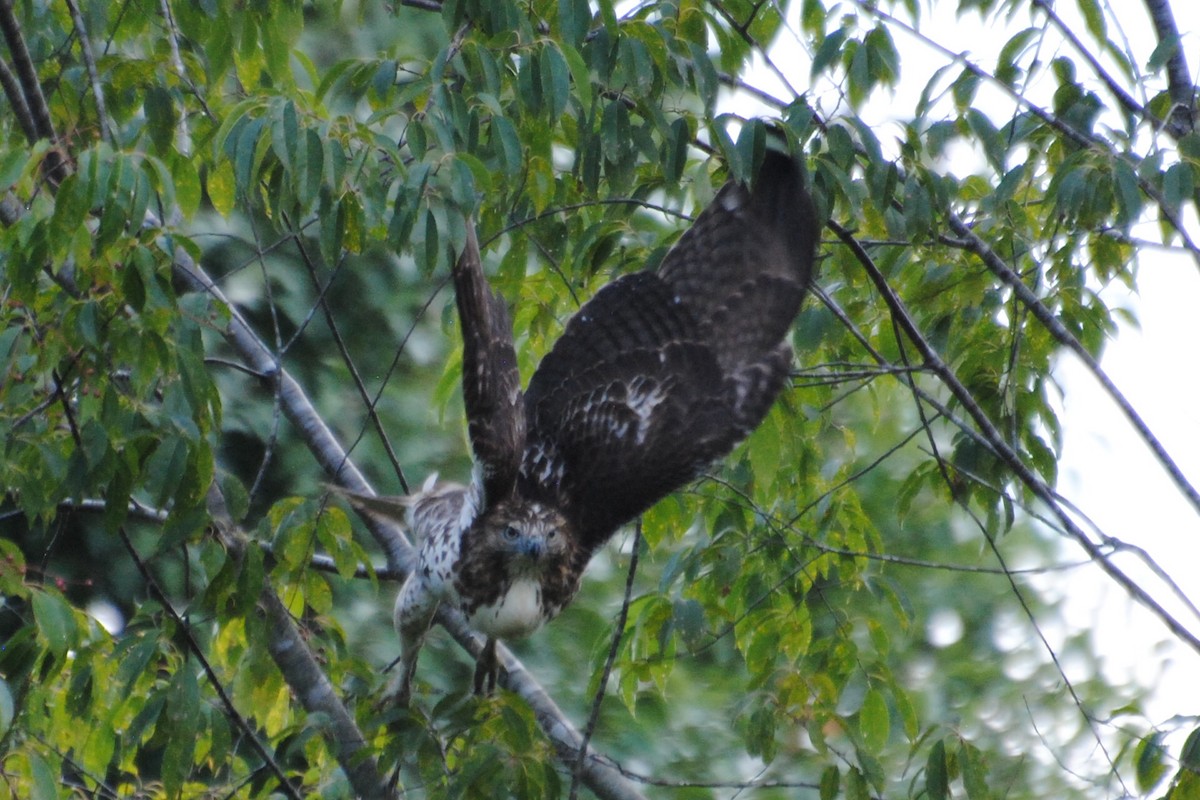 Red-tailed Hawk - ML476861481