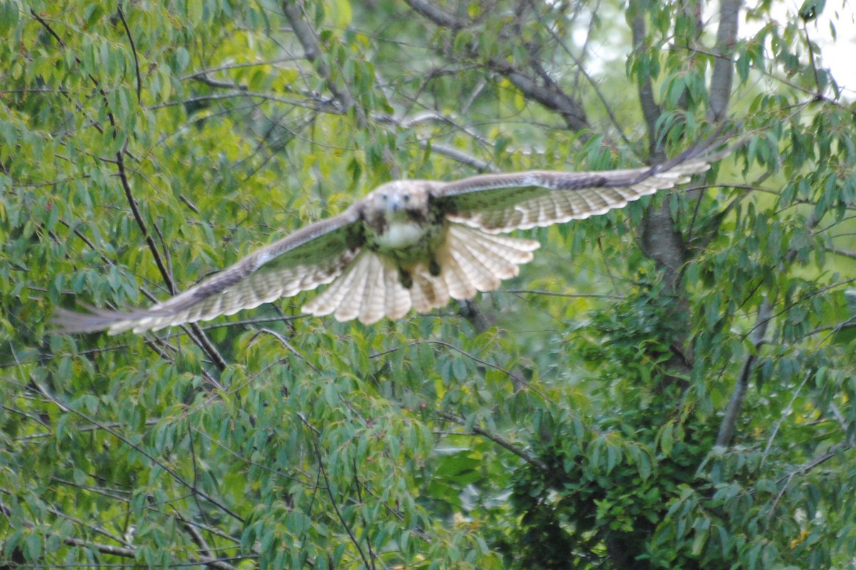 Red-tailed Hawk - ML476861491