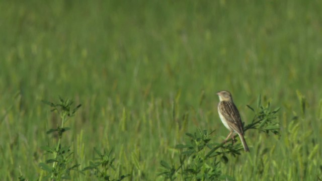 Baird's Sparrow - ML476862