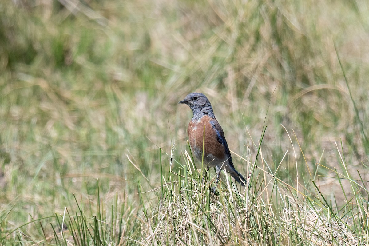 Western Bluebird - ML476862881