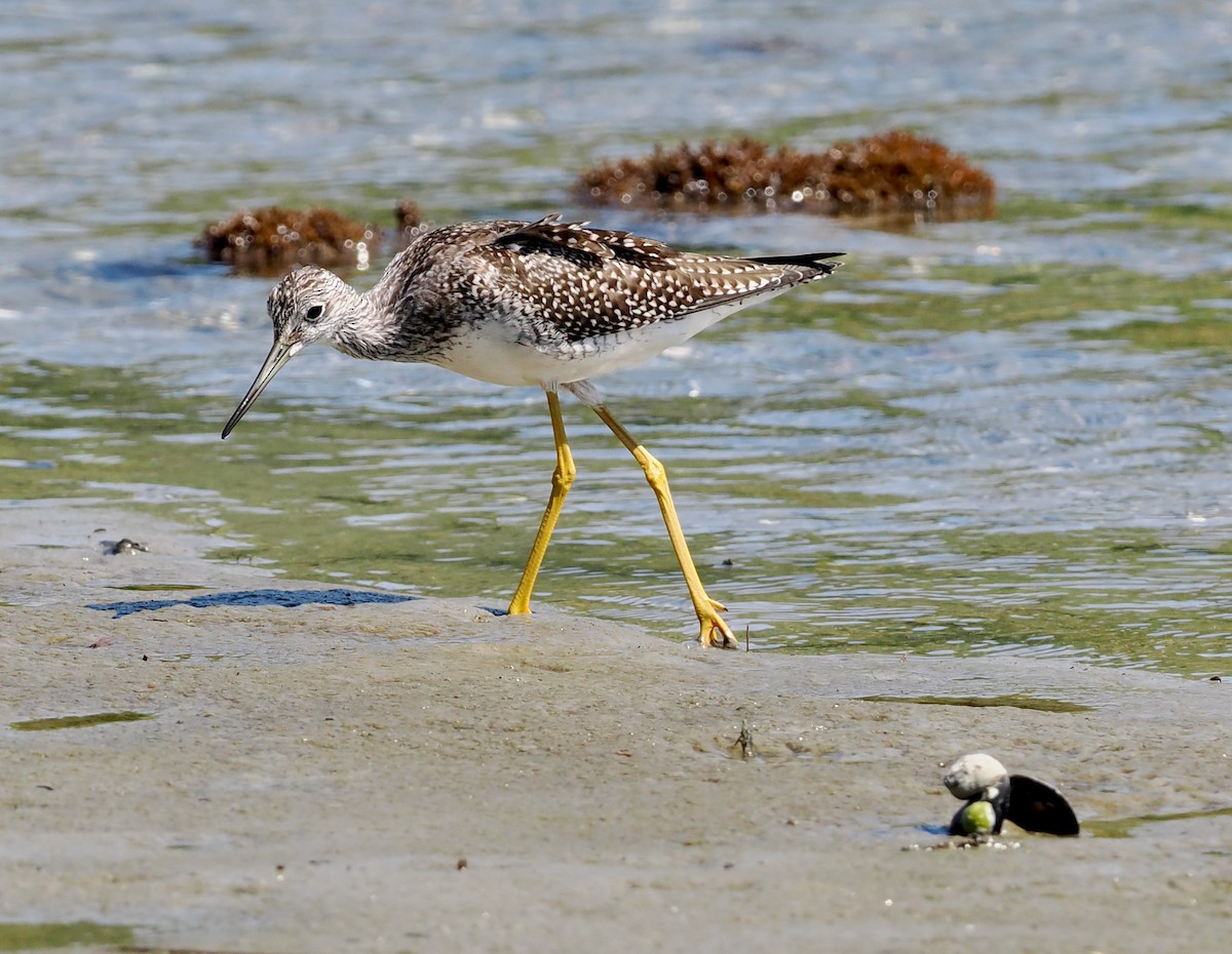 Greater Yellowlegs - ML476863331