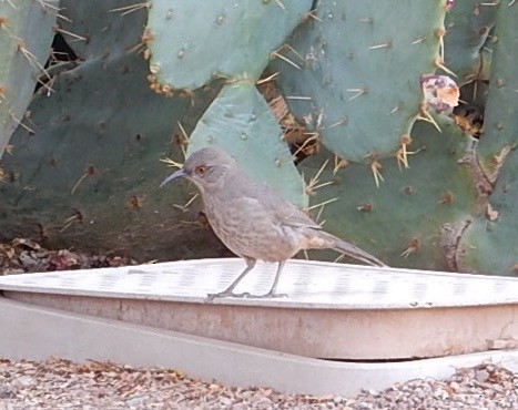 Curve-billed Thrasher - ML476863431