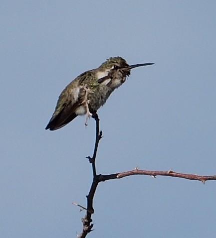 Colibri de Costa - ML476863681