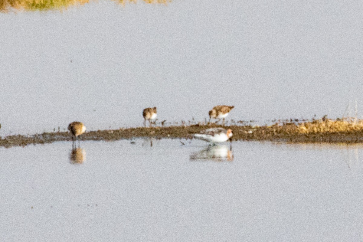 Phalarope à bec étroit - ML476863841