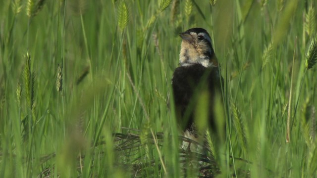 Chestnut-collared Longspur - ML476864