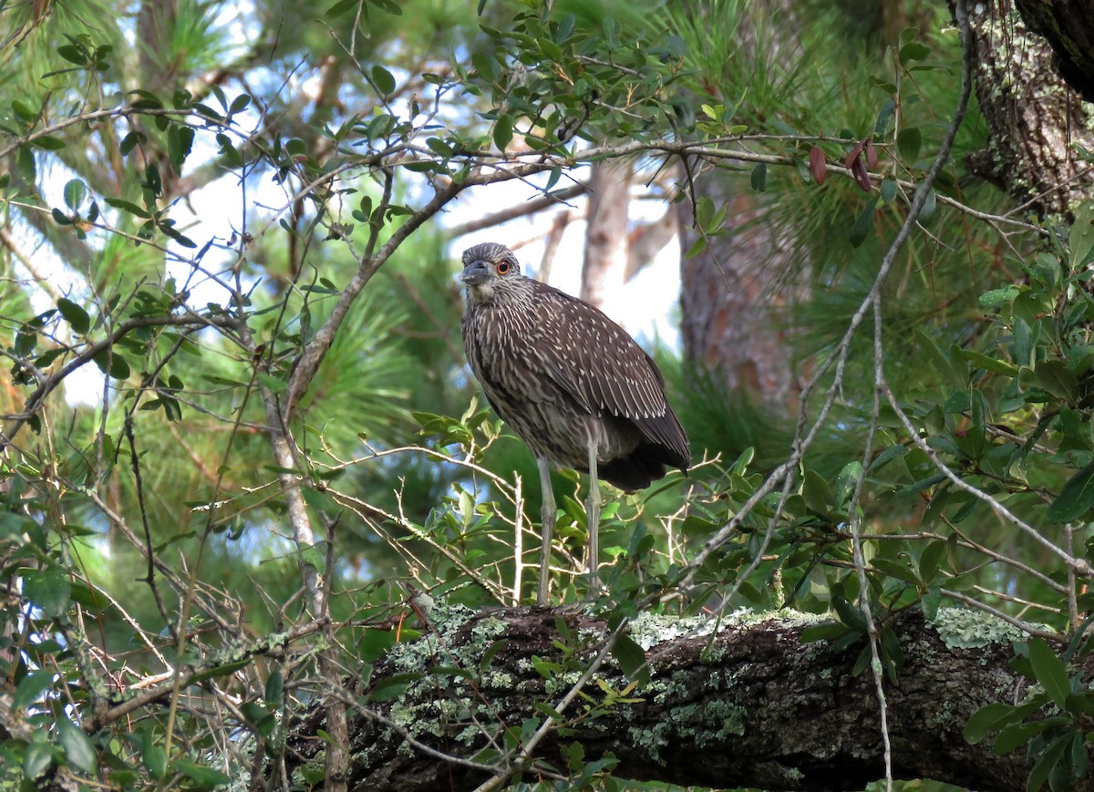 Yellow-crowned Night Heron - ML476864221