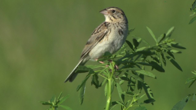 Baird's Sparrow - ML476865