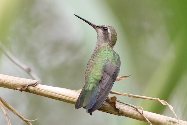 Field Identification - Broad-billed Hummingbird - Cynanthus