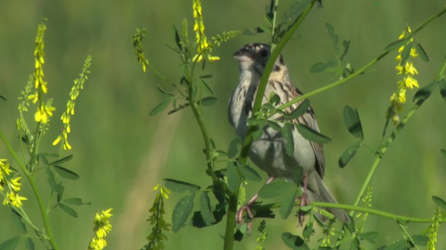 Baird's Sparrow - ML476866