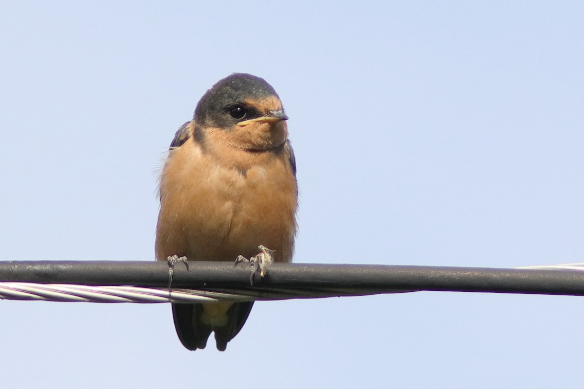 Barn Swallow - Robert Mercer