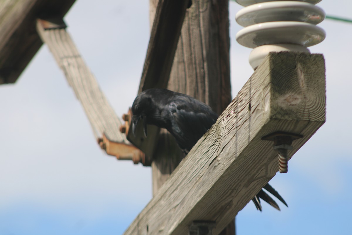 American Crow - ML476867311