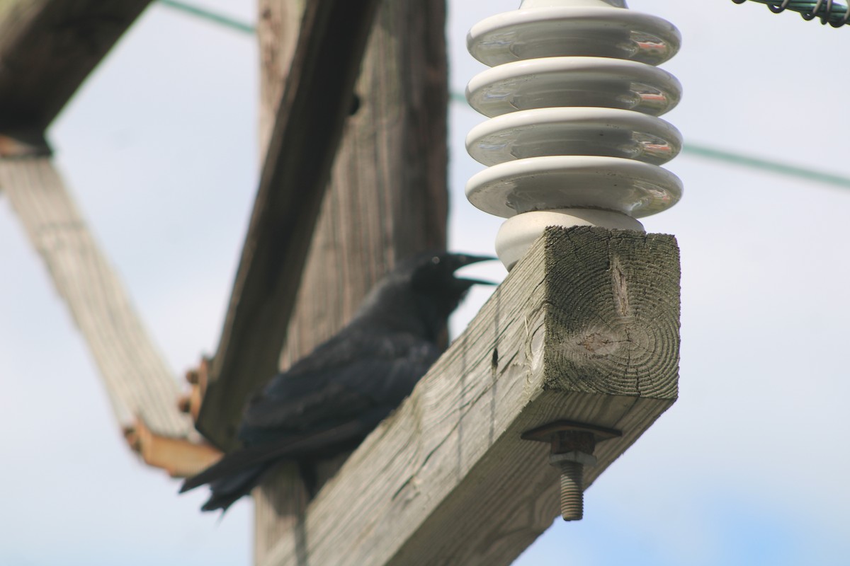 American Crow - ML476867321