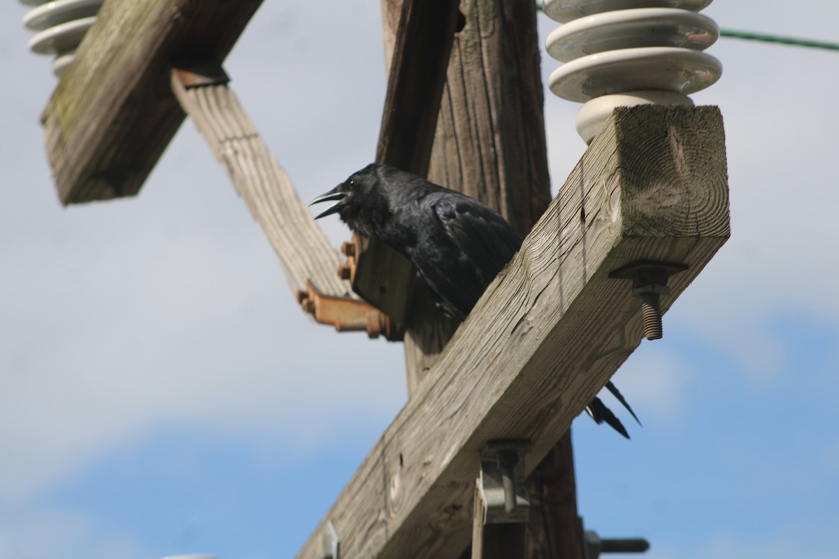 American Crow - ML476867331