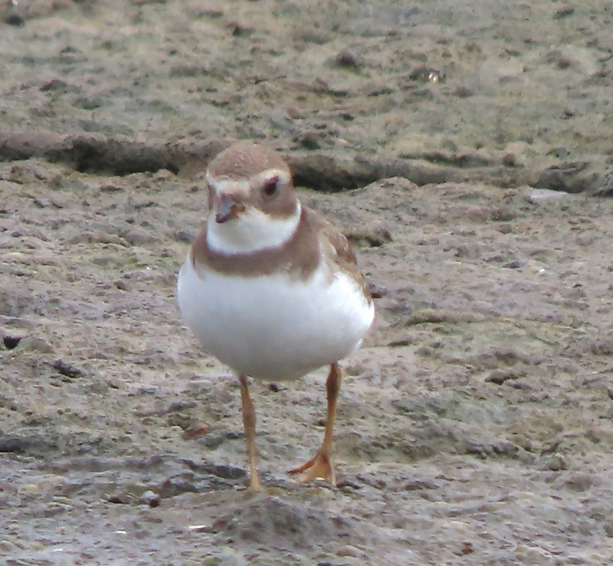 Semipalmated Plover - Cathleen Burns