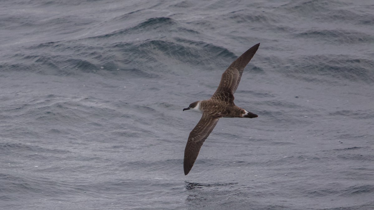 Great Shearwater - ML476869741