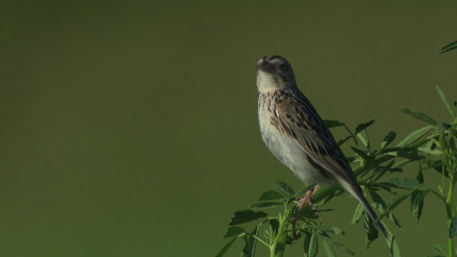 Baird's Sparrow - ML476870