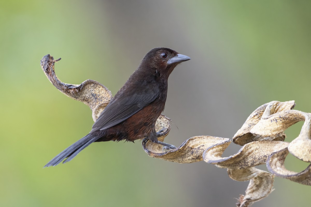 Silver-beaked Tanager - ML476871291