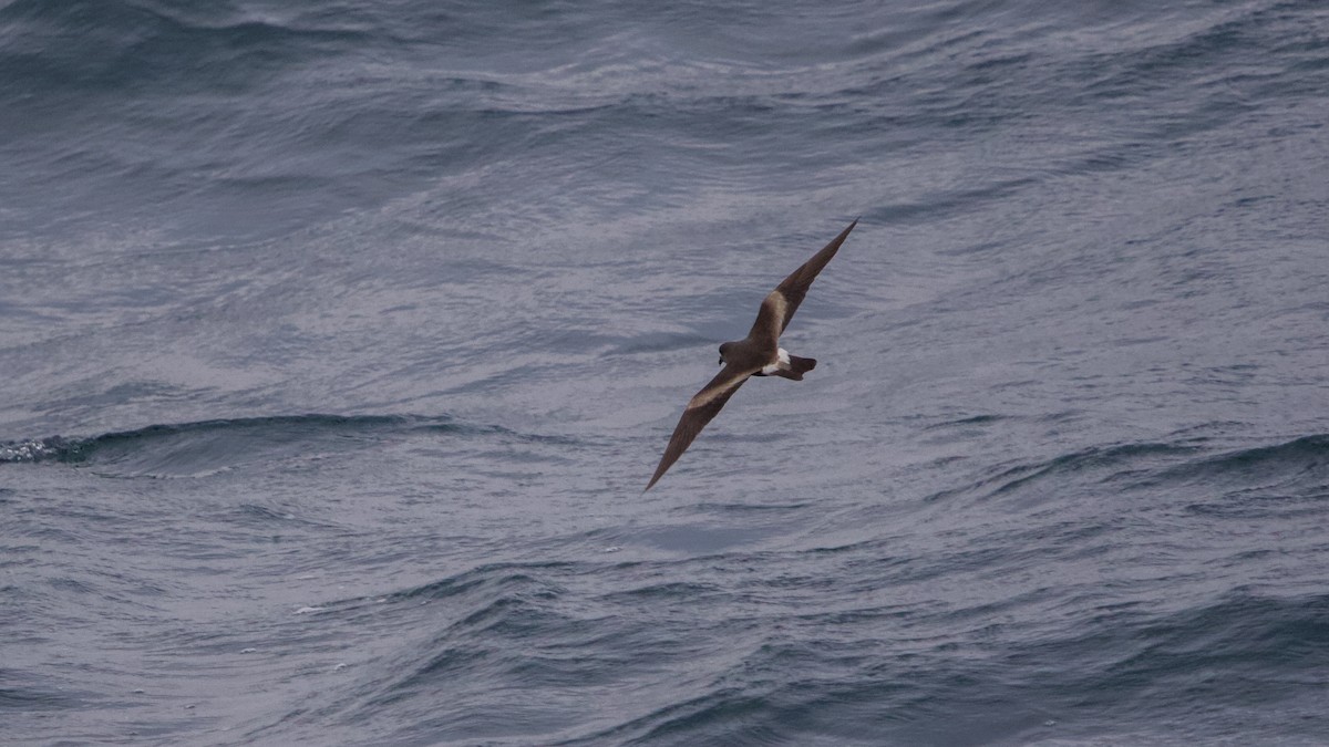 Leach's Storm-Petrel - ML476871651