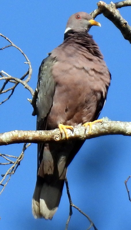 Band-tailed Pigeon - ML476871941