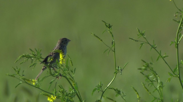 Baird's Sparrow - ML476872