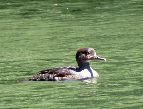 Hooded Merganser - ML476872991