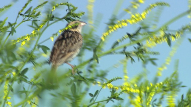 Baird's Sparrow - ML476873