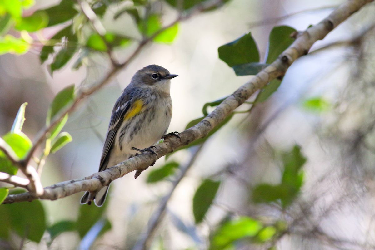 Yellow-rumped Warbler (Myrtle) - ML47687301