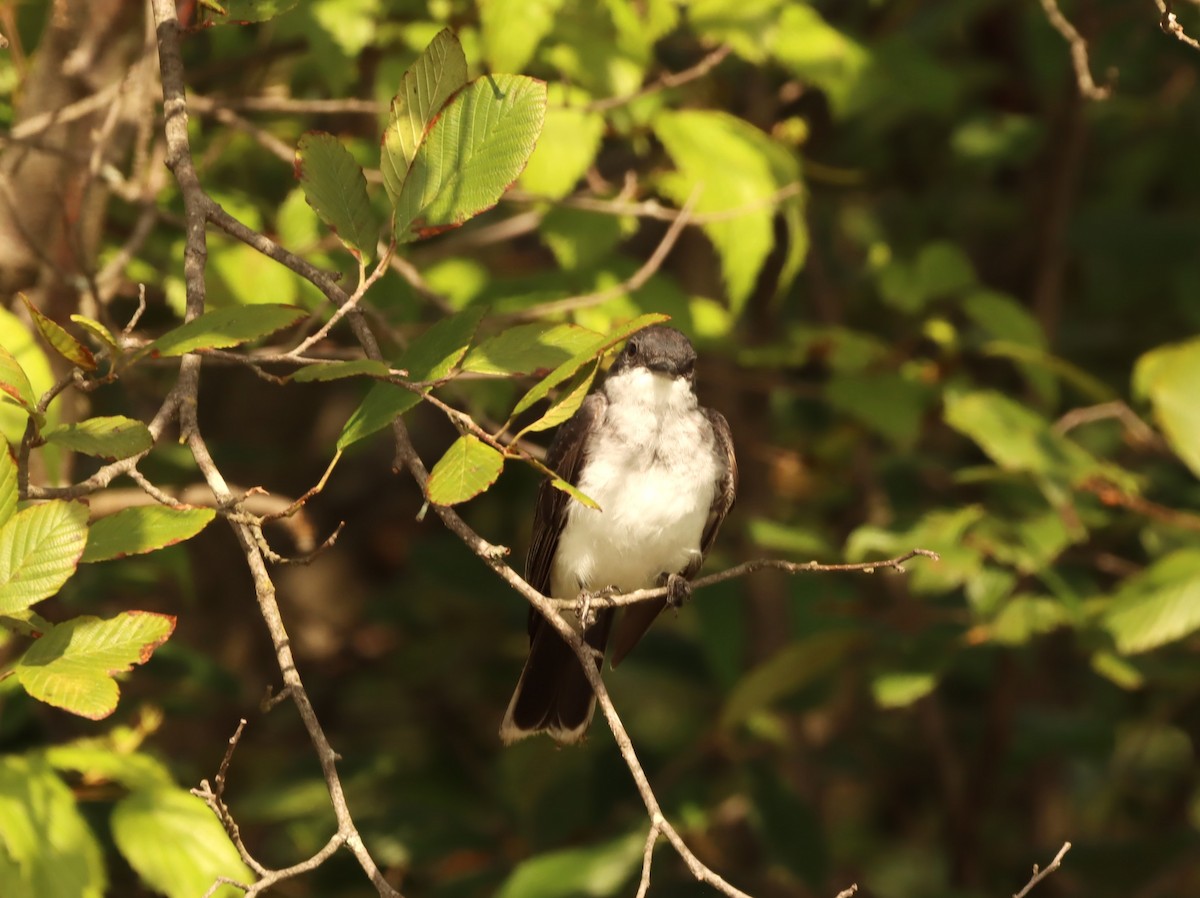 Eastern Kingbird - ML476873081