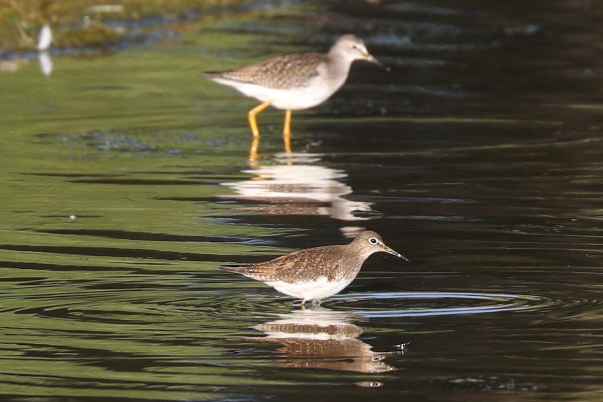 Solitary Sandpiper - ML476873491