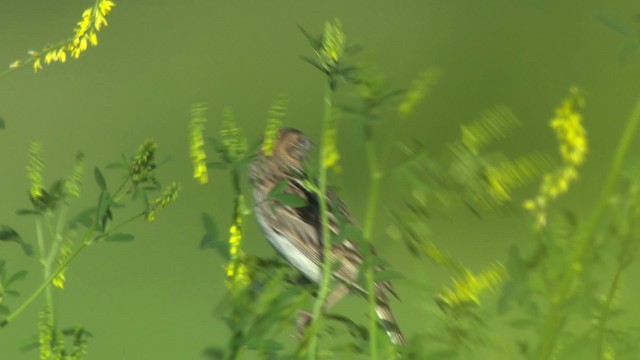 Baird's Sparrow - ML476874