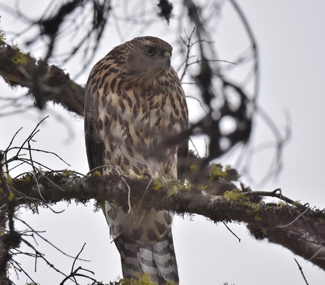 American Goshawk - ML476874331