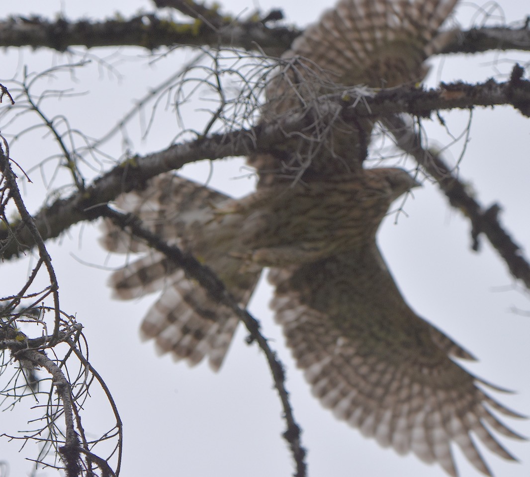 American Goshawk - ML476874341