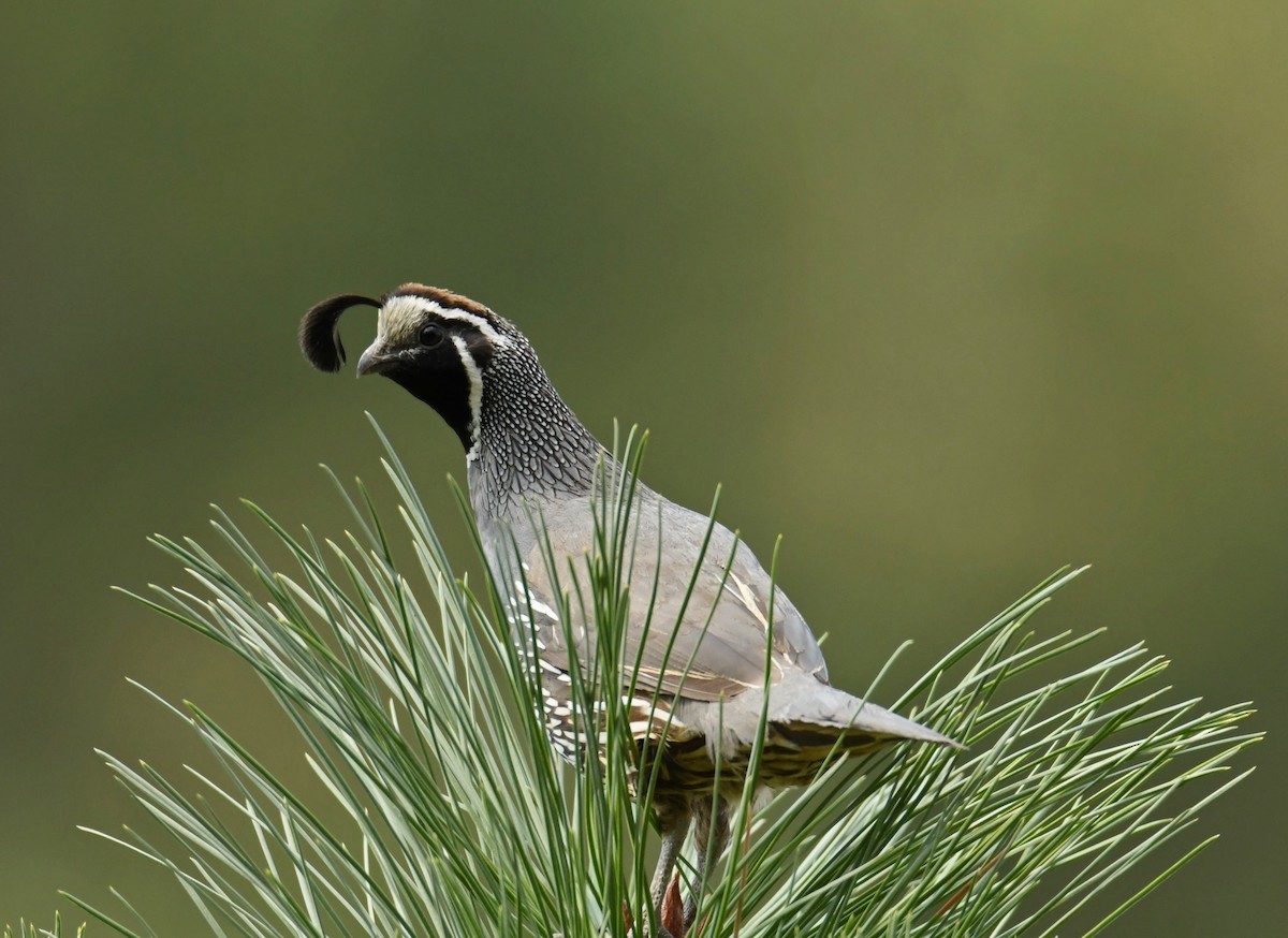 California Quail - ML476874561