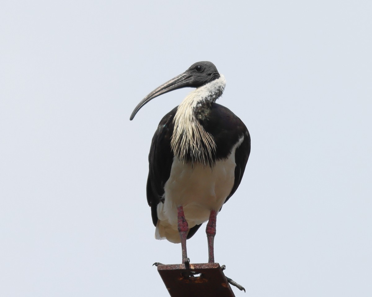 ibis slámokrký - ML476875991