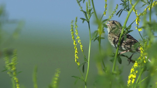 Baird's Sparrow - ML476876