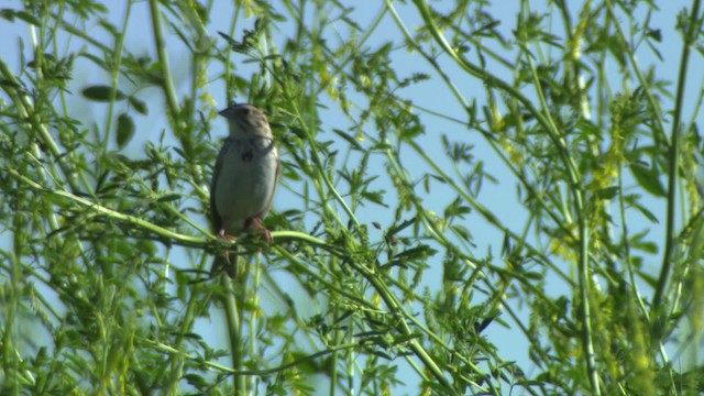 Baird's Sparrow - ML476877