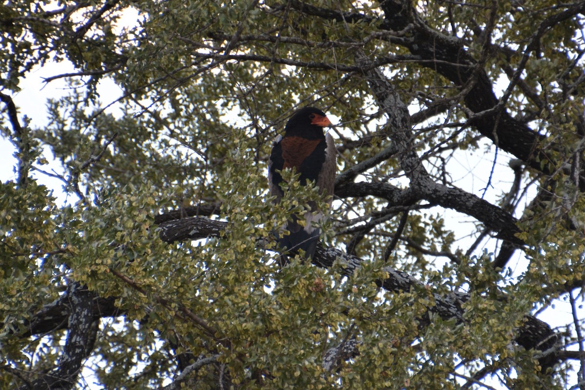 Bateleur des savanes - ML476877421