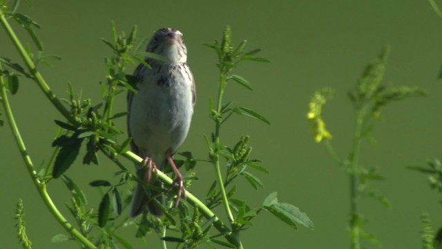 Baird's Sparrow - ML476878
