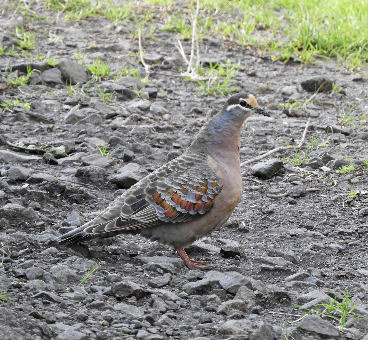 Common Bronzewing - ML476878091