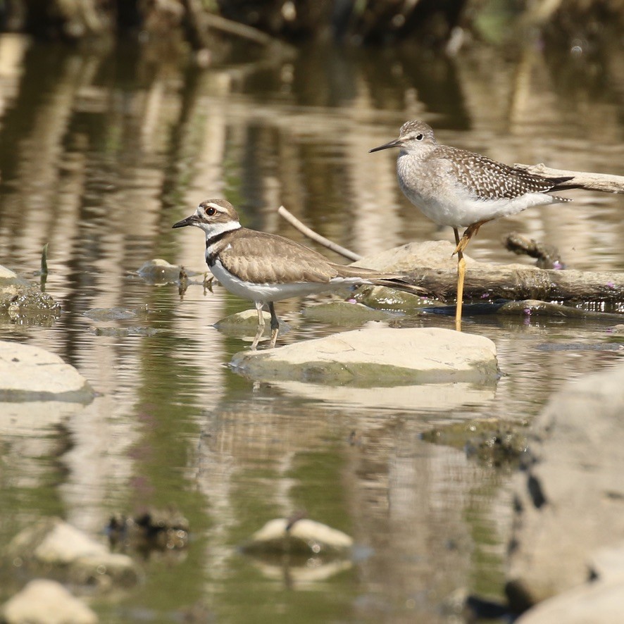 Killdeer - ML476878121