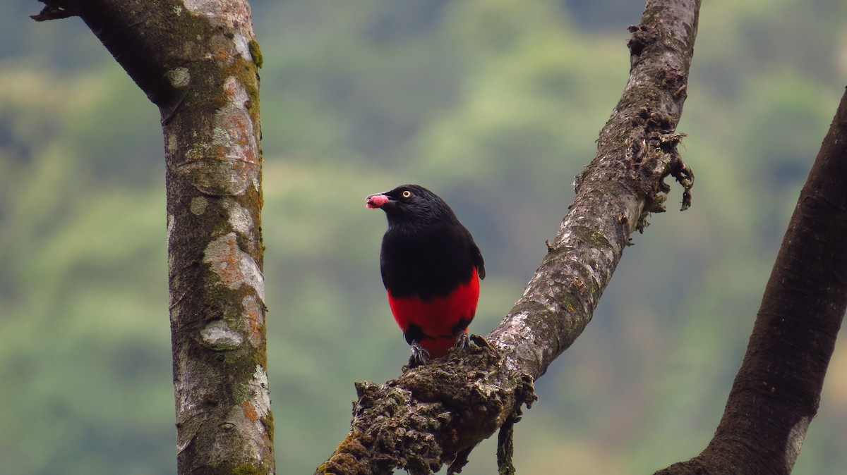 Red-bellied Grackle - Jorge Muñoz García   CAQUETA BIRDING