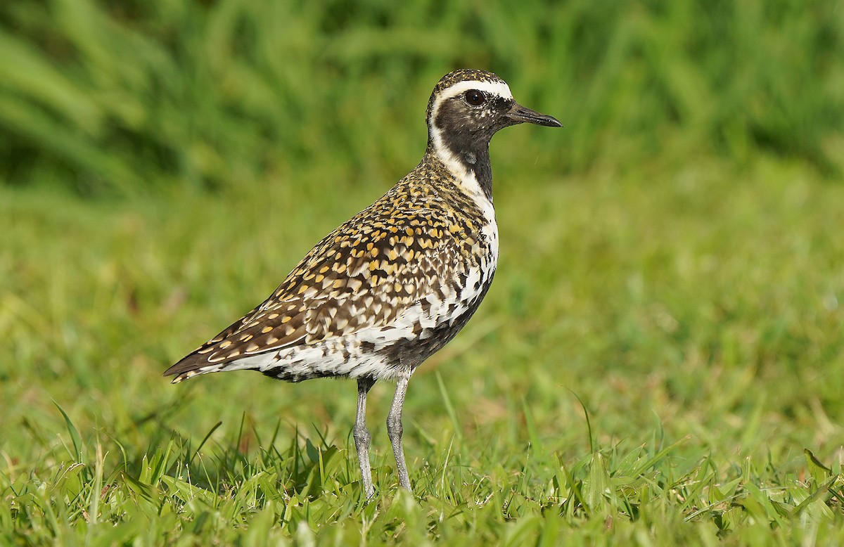 Chorlito Dorado Siberiano - ML476878751