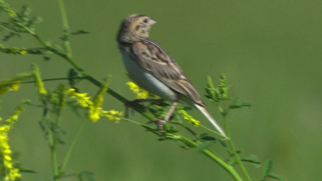 Baird's Sparrow - ML476879