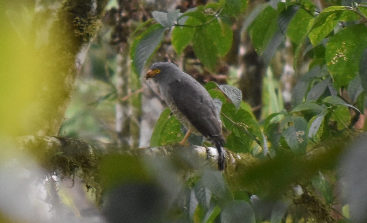 Roadside Hawk - ML476879471