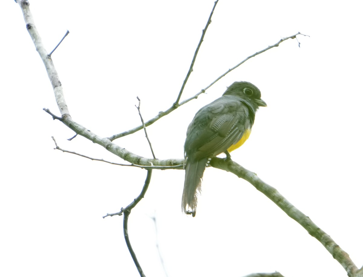 monokkeltrogon - ML476879611