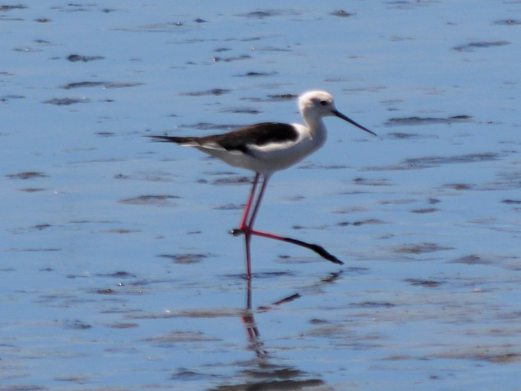 Black-winged Stilt - ML476879891