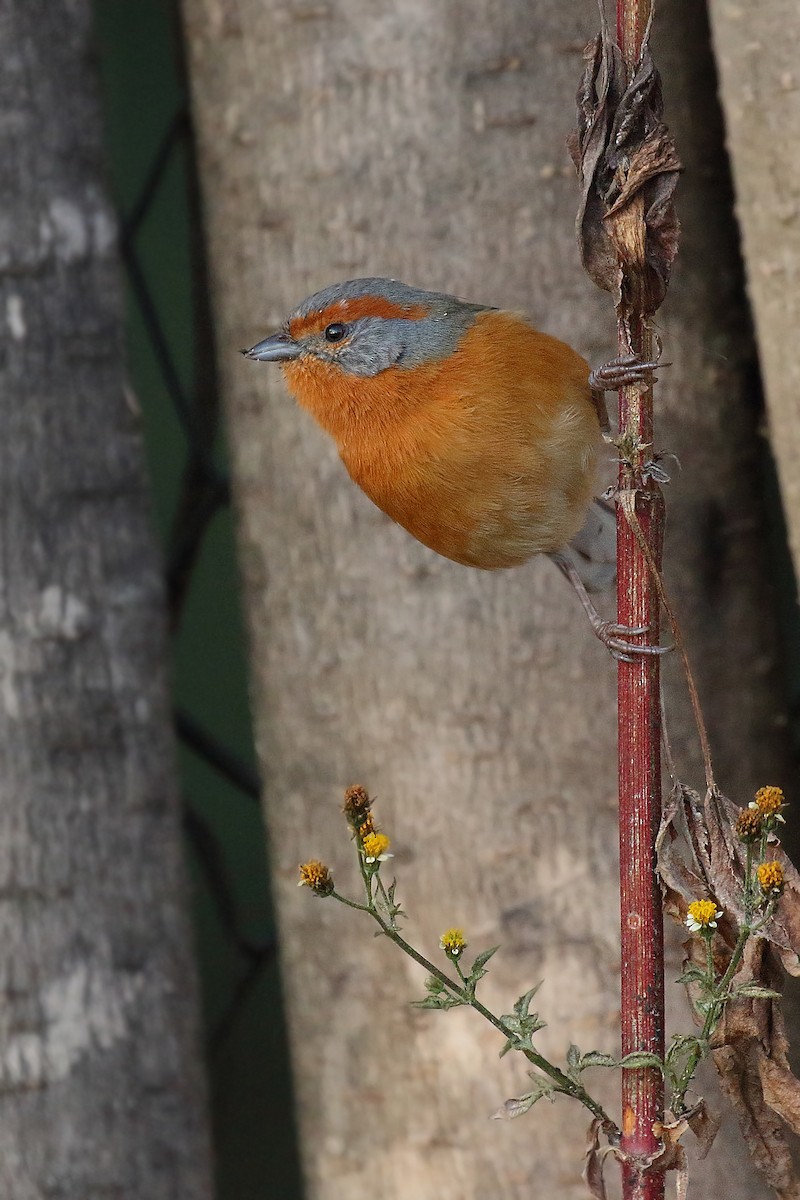 Rusty-browed Warbling Finch - ML476879931